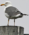 juvenile LBBG in October, ringed in Norway. (131273 bytes)